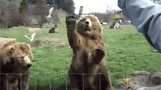 Руснак се напи, помисли, че големи мечки са му приятели и дори им купи мляко, но те… Очевидците разказаха за ужаса (ВИДЕО)