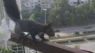 Катерица алпинист в София взриви фейсбук (СНИМКА)