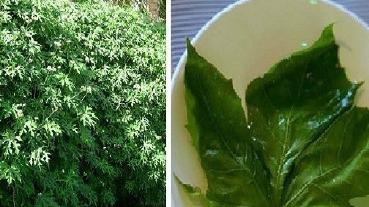 Растението, наречено "подарък от Бог", може да излекува повече от 100 проблема