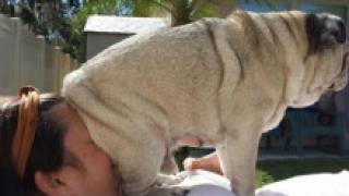 Уникални СНИМКИ, доказващи, че кучетата нямат никакво разбиране за личното пространство на другите!