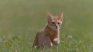 Дали животните не са по-човечни от нас? Това ВИДЕО, което е сред най-споделяните във Фейсбук, ще ви накара да се замислите...