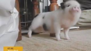 Супер шоу! Прасенце танцува на Риана (ВИДЕО)