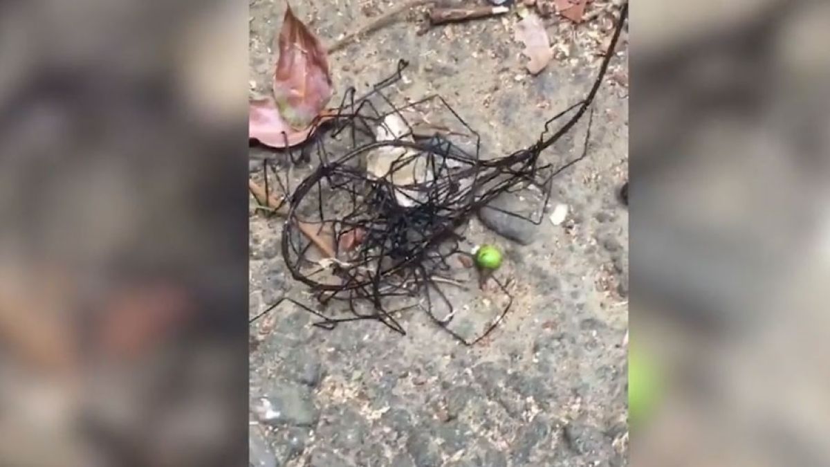 Неизвестно същество вся ужас в жителите на Тайван (ВИДЕО)
