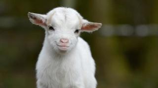 Вече не е лесно да си веган! Едва ли сте очаквали в тези продукти да има животинска следа