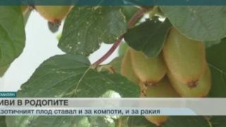 Не е за вярване! 81-годишна жена отглежда успешно киви в Родопите (ВИДЕО)