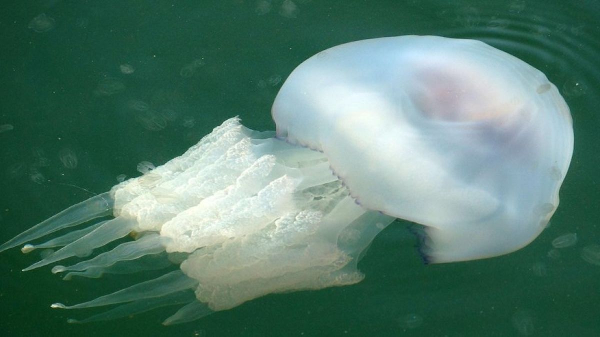 Морето ни пълно с медузи, какво предвещава това?