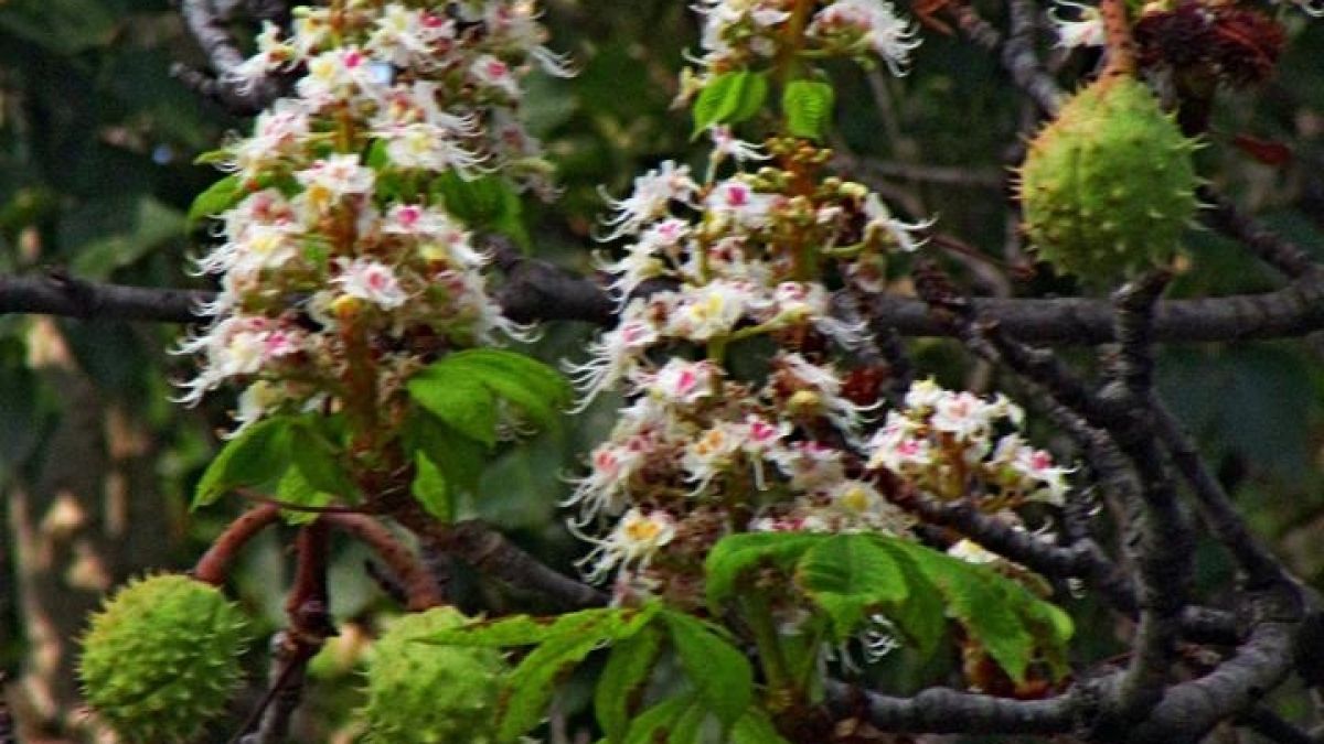 Чака ли ни люта зима, питат се столичани, гледайки този кестен (СНИМКА)
