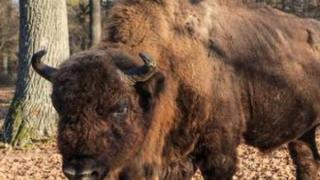 За първи път от 250 години в Германия се появи рядко животно, но го застреляха 