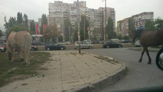 Само в БЛИЦ! Софиянци онемяха от тази гледка на столичен булевард (СНИМКИ)