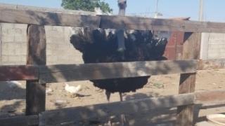 Интересна обява в нета: Продавам 200-килограмов щраус, идеален любовник