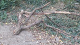 Внимание! Смъртоносна опасност дебне пловдивчани на Сахат тепе