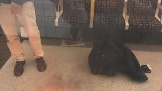 Паника в метрото в Лондон! Взрив избухна, евакуират метростанция (СНИМКИ/ВИДЕО)
