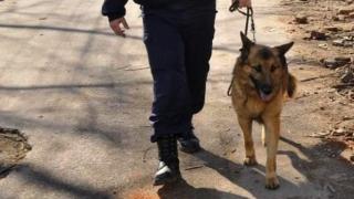Предотвратиха незаконно придвижване на домашни любимци от България към ЕС