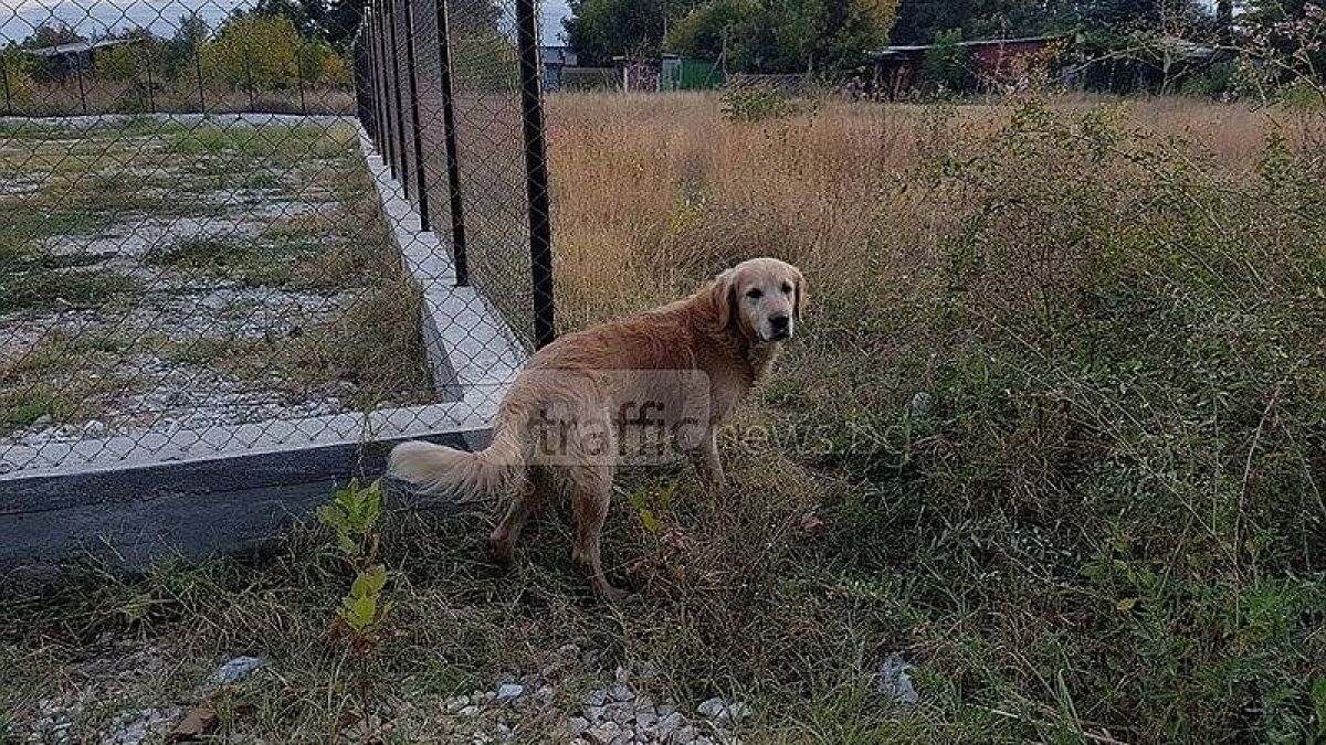 Изгубен Голдън ретрийвър се скита из пловдивски квартал (СНИМКИ)