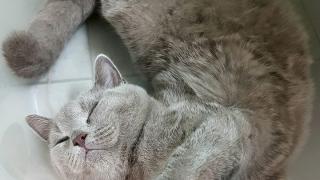 Котаракът Румен избива рибата в интернет (СНИМКИ/ВИДЕО)