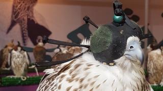 Защо тези птици струват толкова много и пътуват в бизнес класа (СНИМКИ)