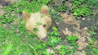 Мече-пътешественик навъртя 600 километра из Джендема 