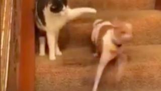 Строга котка шибна една лапа на палаво куче и то съвсем пощръкля (ЗРЕЛИЩНО ВИДЕО) 