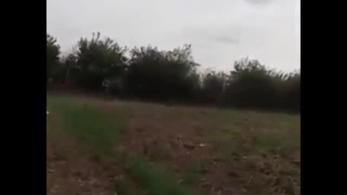 Гоблин изскочи от дърво и шокира момичета (ВИДЕО)