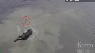 Сцена, достойна за холивудски трилър: Лос се бие с вълк (ВИДЕО)