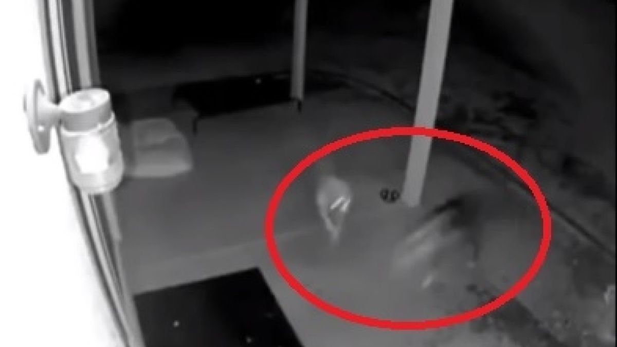 ВИДЕО показа какво правят животните, когато са сами