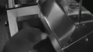 Шаш в Колорадо: Мечки похапнаха в пицария (ВИДЕО)   