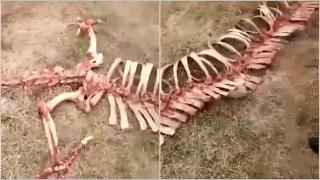 Какво е това същество?! В Китай откриха загадъчен скелет (СНИМКИ/ВИДЕО)