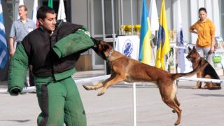 Питбул кавалер и американско були идват за първи път на Международните киноложки изложби в Пловдив