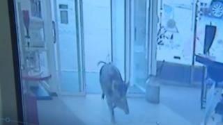 Паника в германски град, няма да повярвате заради какво!