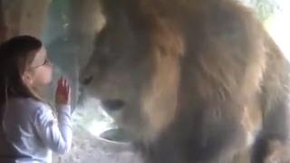 Малко момиченце целуна огромен лъв, но се случи нещо неочаквано, което я превърна в истински герой  (ВИДЕО)