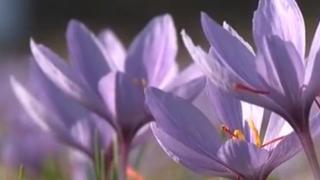 Чилийци дойдоха в Родопите да се учат на страхотно печеливш бизнес