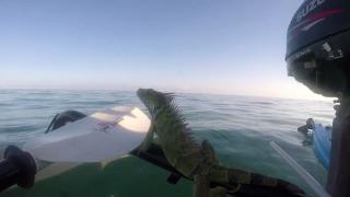 Мъж спаси игуана, плуваща насред океана (ВИДЕО)