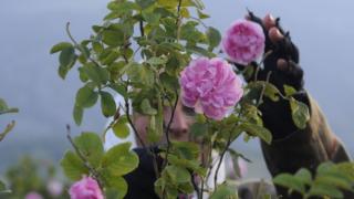 Докъде се докарахме: Как българската роза стана вече.... френска