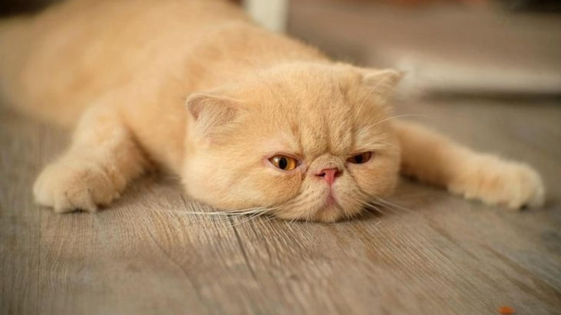 Пухкави лечители: Могат ли котките да променят кармата на човека?