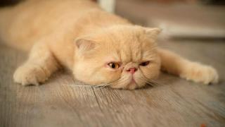 Пухкави лечители: Могат ли котките да променят кармата на човека?