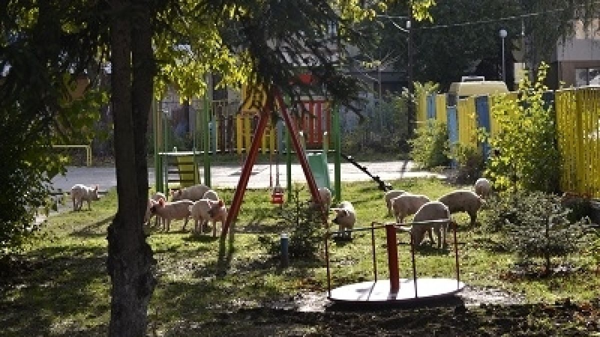 Много странна гледка в Козлодуй (СНИМКИ)