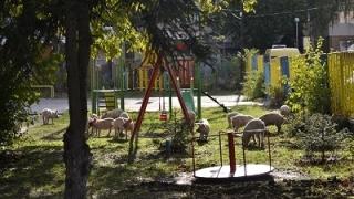 Много странна гледка в Козлодуй (СНИМКИ)