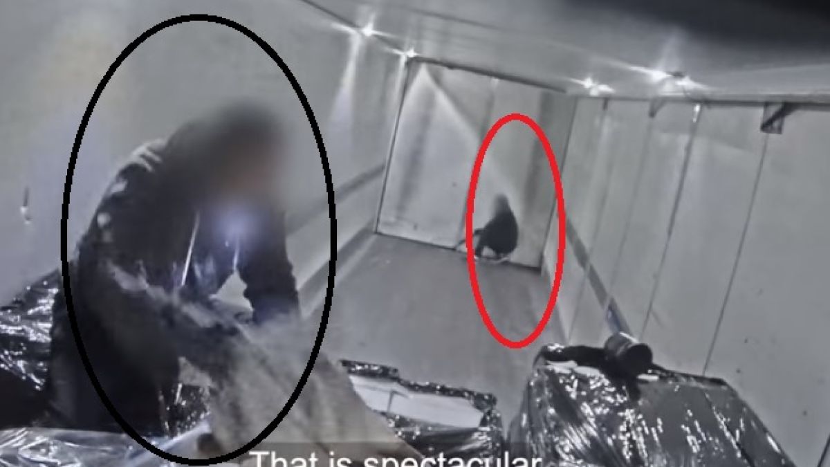 Шокиращо ВИДЕО от кротка и охолна Швеция: Така виртуозни бандити грабят ТИР-ове на пълна скорост