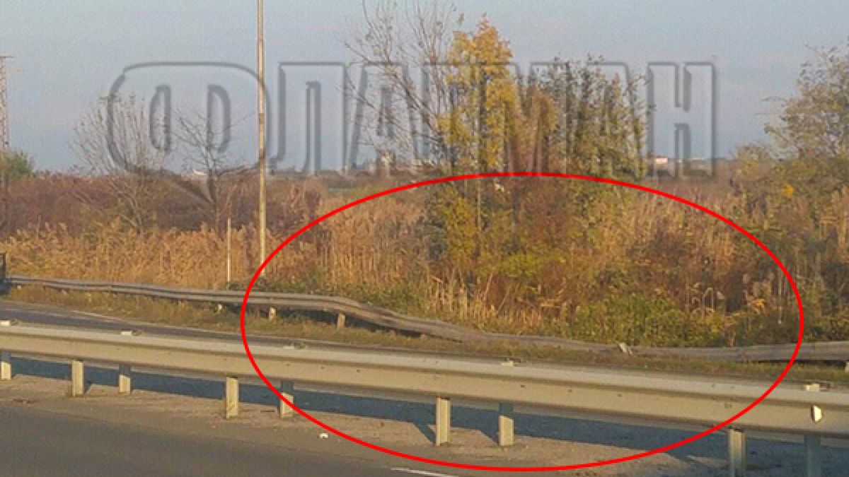 Разкритие: Райсърката Рая е виновна за мелето край Сарафово