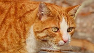 Учени обясниха защо рижавите котки не трябва да се страхуват от кучетата в парка 