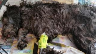 Върховният съд на Кипър оправда българин за жестоко убийство на куче