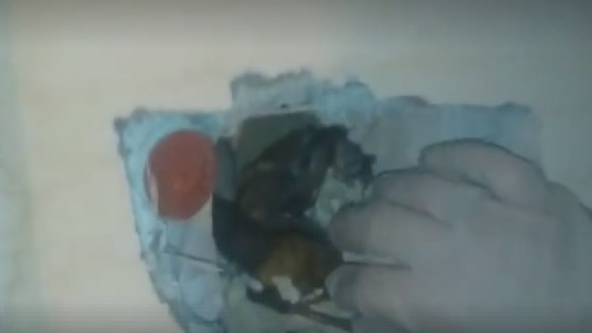 Зловещо ВИДЕО (18+): Страховити животни са зазидани в санирани блокове у нас! Умират по жесток начин!