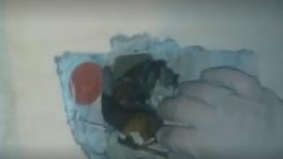 Зловещо ВИДЕО (18+): Страховити животни са зазидани в санирани блокове у нас! Умират по жесток начин!