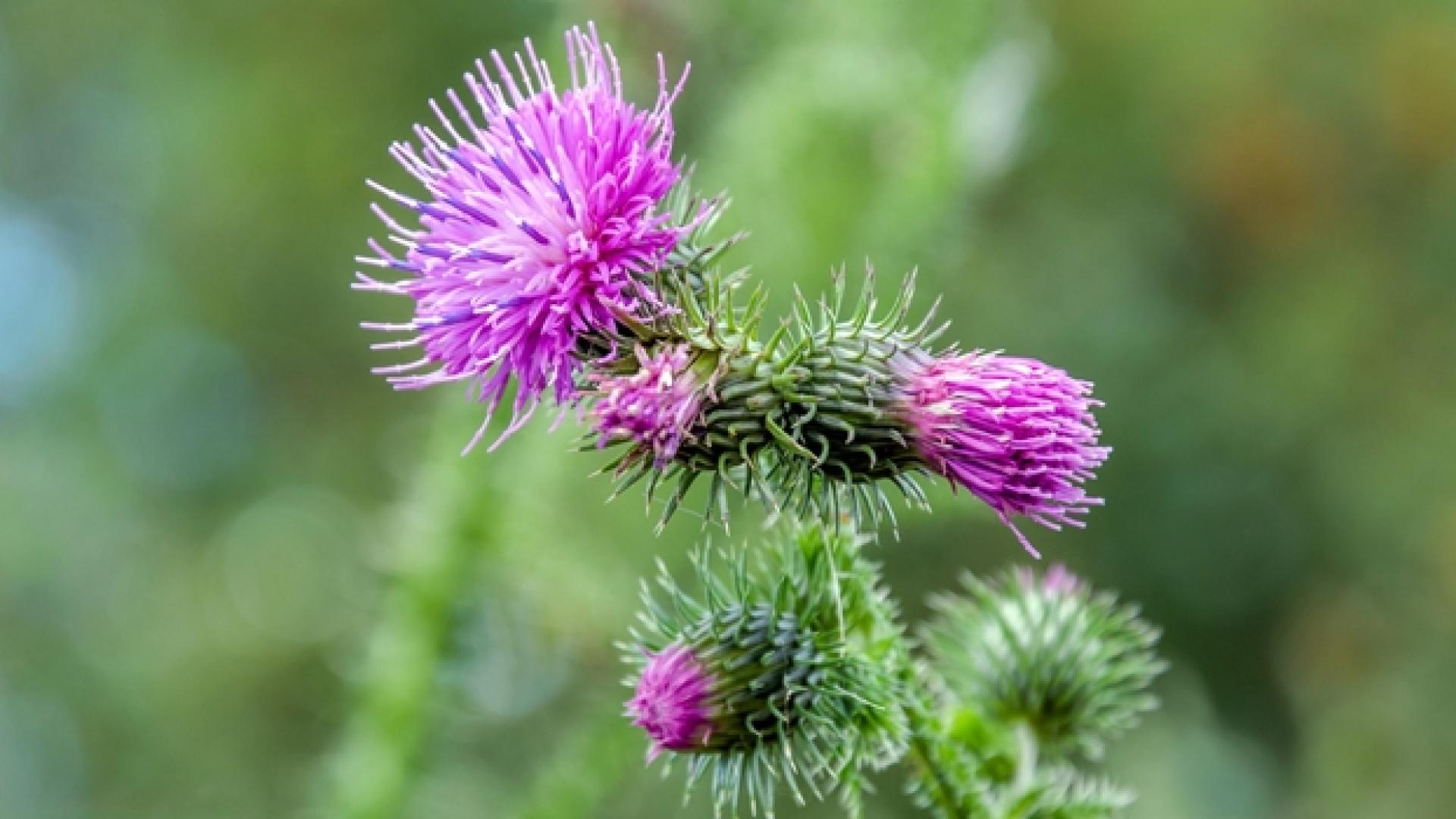 Изпитани народни рецепти с репей при подагра и ревматизъм