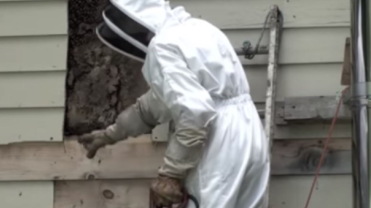 Заснеха на ВИДЕО унищожаването на огромно гнездо на оси 