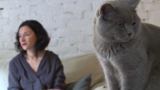 Котаракът Румен стана блогър на годината