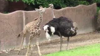 Тази сладка гледка рано сутринта ще ви умили и усмихне (ВИДЕО)