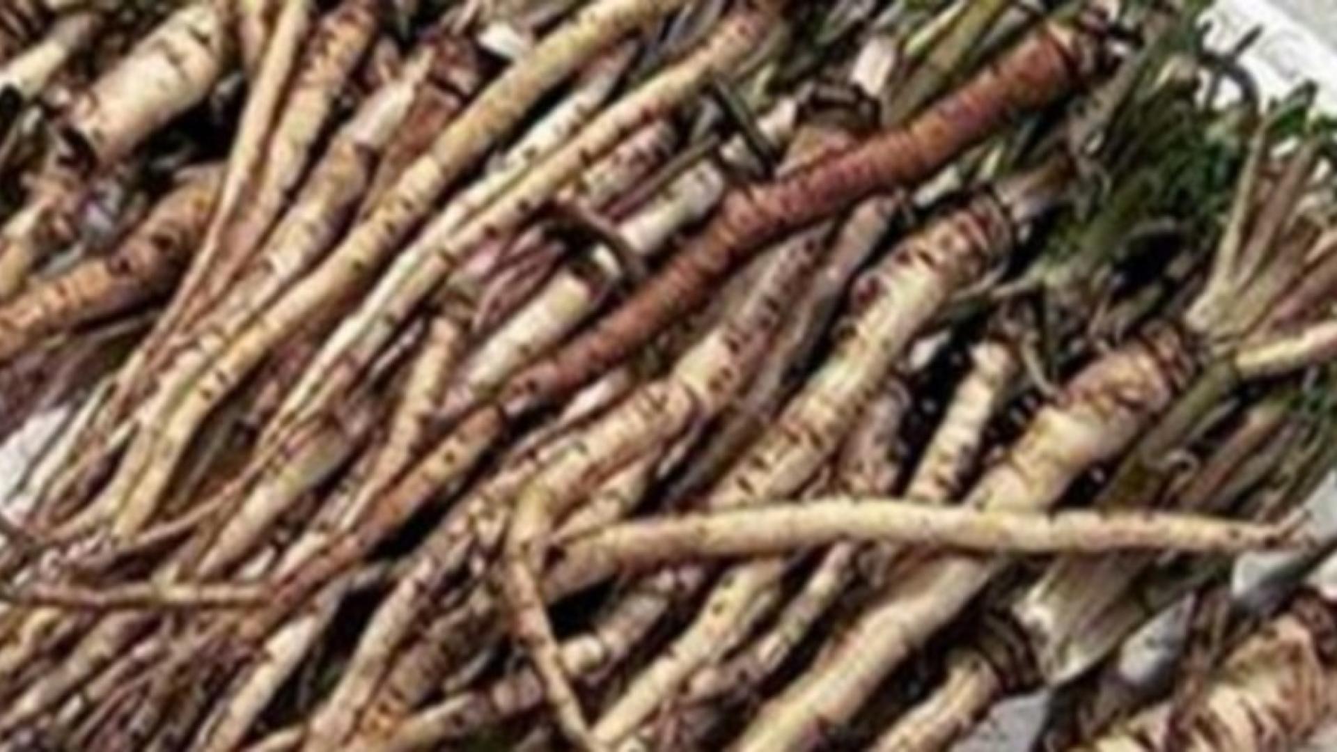 Корените на това познато на всички растение помагат при най-страшната болест 