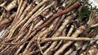 Корените на това познато на всички растение помагат при най-страшната болест 