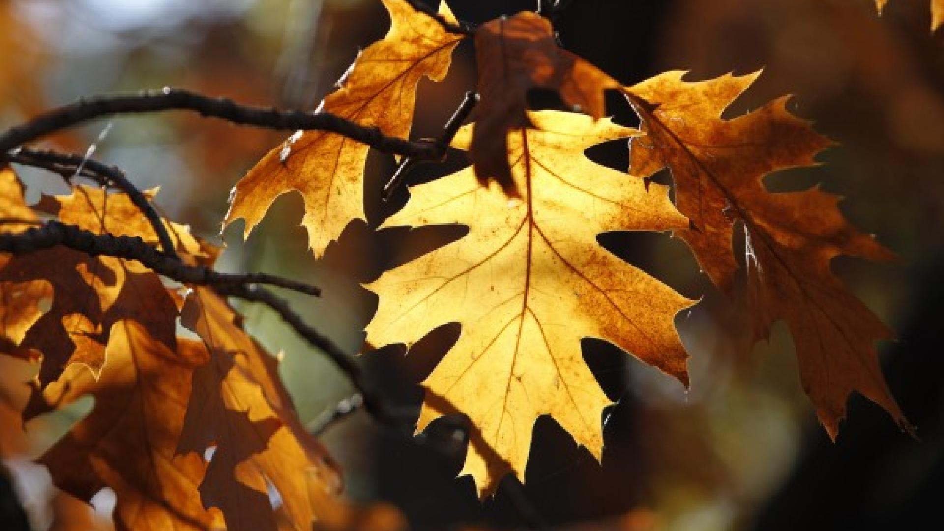 Добрата новина: Синоптиците обещават повече слънце и високи температури 